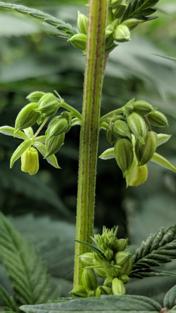 Male cannabis plant pollen sacks male flowers